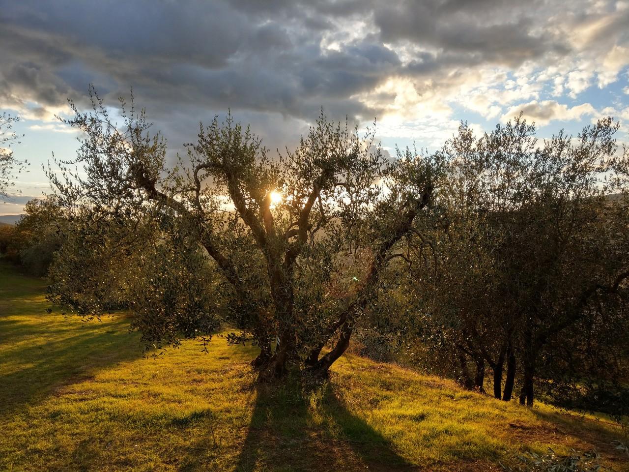 An organic farm with oilve grooves.