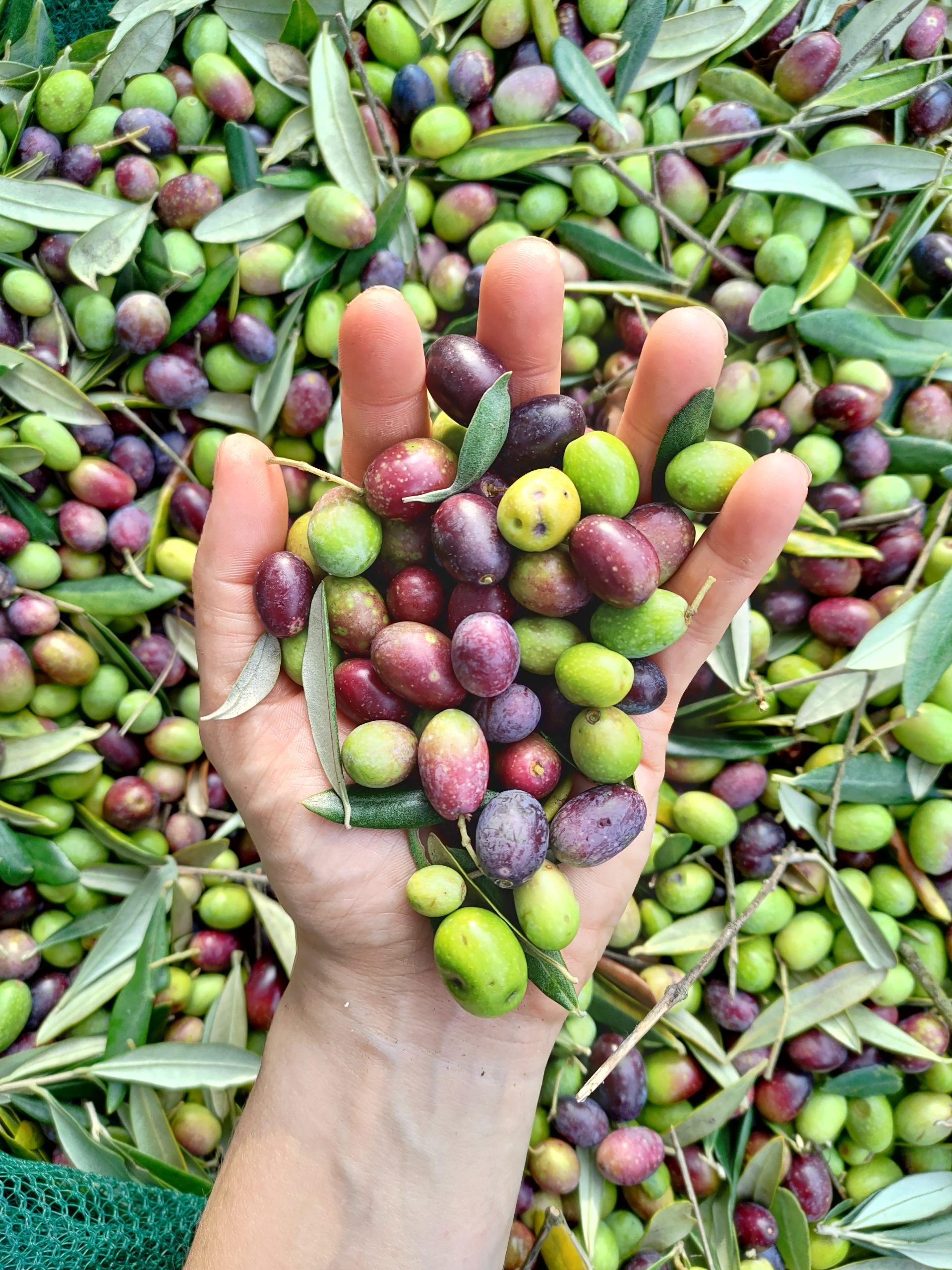 organic olives harvest farm